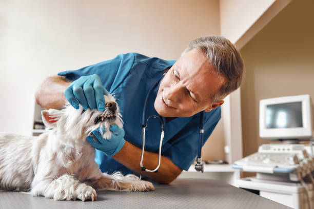 Best Emergency Dental Care for Broken or Chipped Teeth in Benjamin, UT